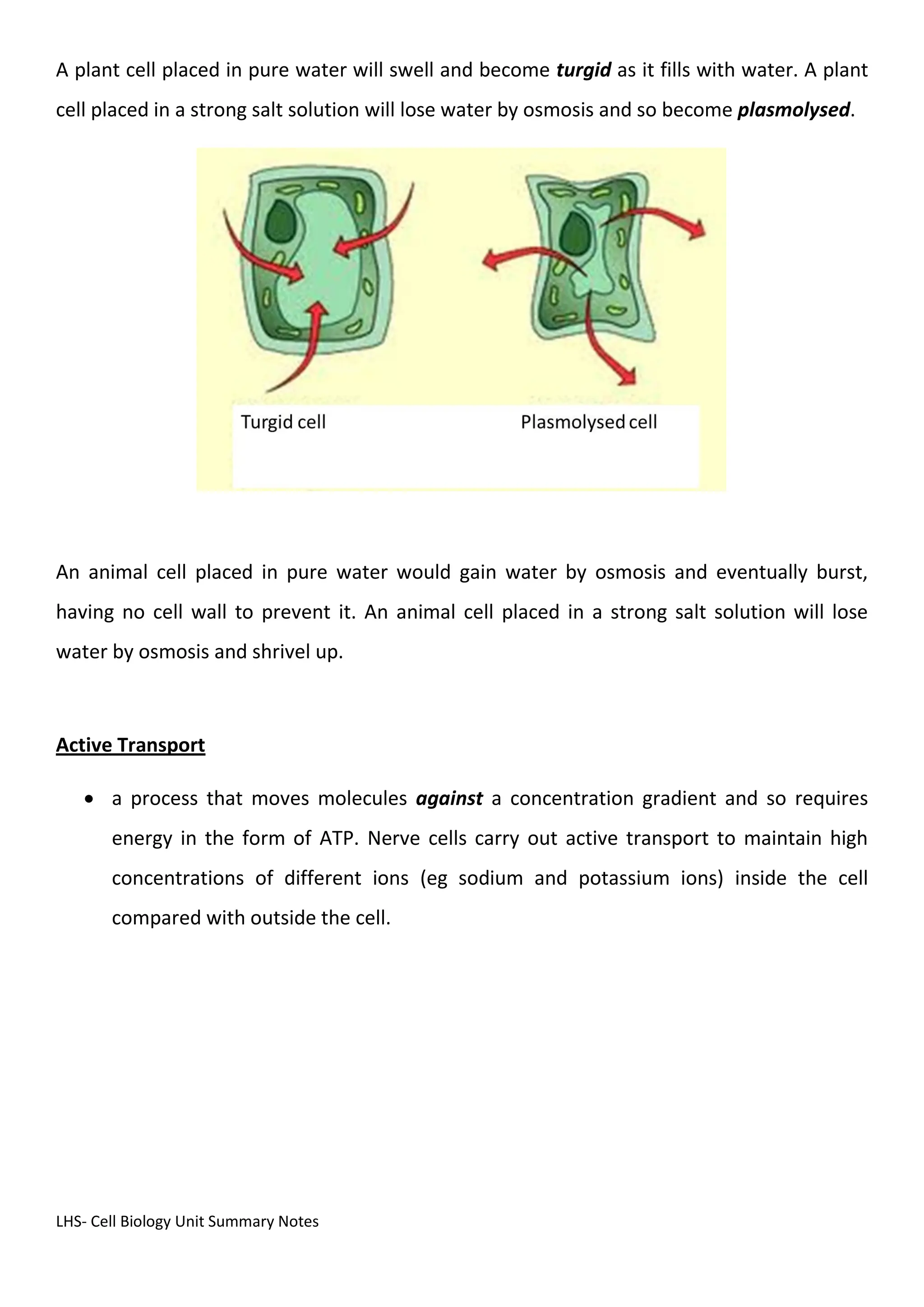 LHS- Cell Biology Unit Summary Notes
A plant cell placed in pure water will swell and become turgid as it fills with water. A plant
cell placed in a strong salt solution will lose water by osmosis and so become plasmolysed.
An animal cell placed in pure water would gain water by osmosis and eventually burst,
having no cell wall to prevent it. An animal cell placed in a strong salt solution will lose
water by osmosis and shrivel up.
Active Transport
 a process that moves molecules against a concentration gradient and so requires
energy in the form of ATP. Nerve cells carry out active transport to maintain high
concentrations of different ions (eg sodium and potassium ions) inside the cell
compared with outside the cell.
 