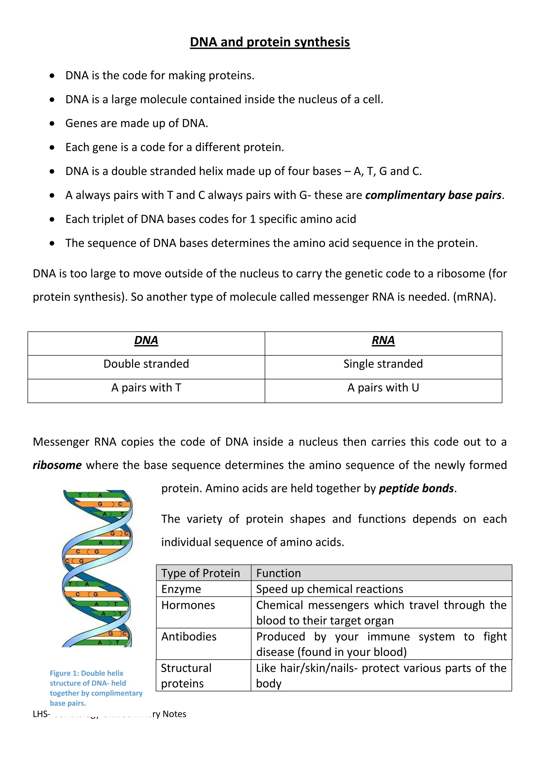 LHS- Cell Biology Unit Summary Notes
DNA and protein synthesis
 DNA is the code for making proteins.
 DNA is a large molecule contained inside the nucleus of a cell.
 Genes are made up of DNA.
 Each gene is a code for a different protein.
 DNA is a double stranded helix made up of four bases – A, T, G and C.
 A always pairs with T and C always pairs with G- these are complimentary base pairs.
 Each triplet of DNA bases codes for 1 specific amino acid
 The sequence of DNA bases determines the amino acid sequence in the protein.
DNA is too large to move outside of the nucleus to carry the genetic code to a ribosome (for
protein synthesis). So another type of molecule called messenger RNA is needed. (mRNA).
Messenger RNA copies the code of DNA inside a nucleus then carries this code out to a
ribosome where the base sequence determines the amino sequence of the newly formed
protein. Amino acids are held together by peptide bonds.
The variety of protein shapes and functions depends on each
individual sequence of amino acids.
Type of Protein Function
Enzyme Speed up chemical reactions
Hormones Chemical messengers which travel through the
blood to their target organ
Antibodies Produced by your immune system to fight
disease (found in your blood)
Structural
proteins
Like hair/skin/nails- protect various parts of the
body
DNA RNA
Double stranded Single stranded
A pairs with T A pairs with U
Figure 1: Double helix
structure of DNA- held
together by complimentary
base pairs.
 