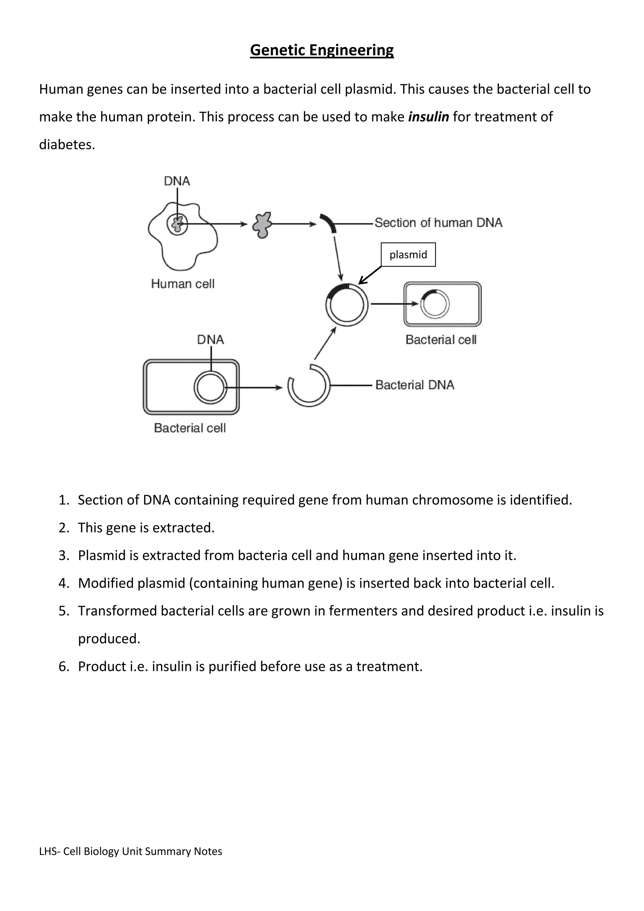 LHS- Cell Biology Unit Summary Notes
Genetic Engineering
Human genes can be inserted into a bacterial cell plasmid. This causes the bacterial cell to
make the human protein. This process can be used to make insulin for treatment of
diabetes.
1. Section of DNA containing required gene from human chromosome is identified.
2. This gene is extracted.
3. Plasmid is extracted from bacteria cell and human gene inserted into it.
4. Modified plasmid (containing human gene) is inserted back into bacterial cell.
5. Transformed bacterial cells are grown in fermenters and desired product i.e. insulin is
produced.
6. Product i.e. insulin is purified before use as a treatment.
plasmid
 