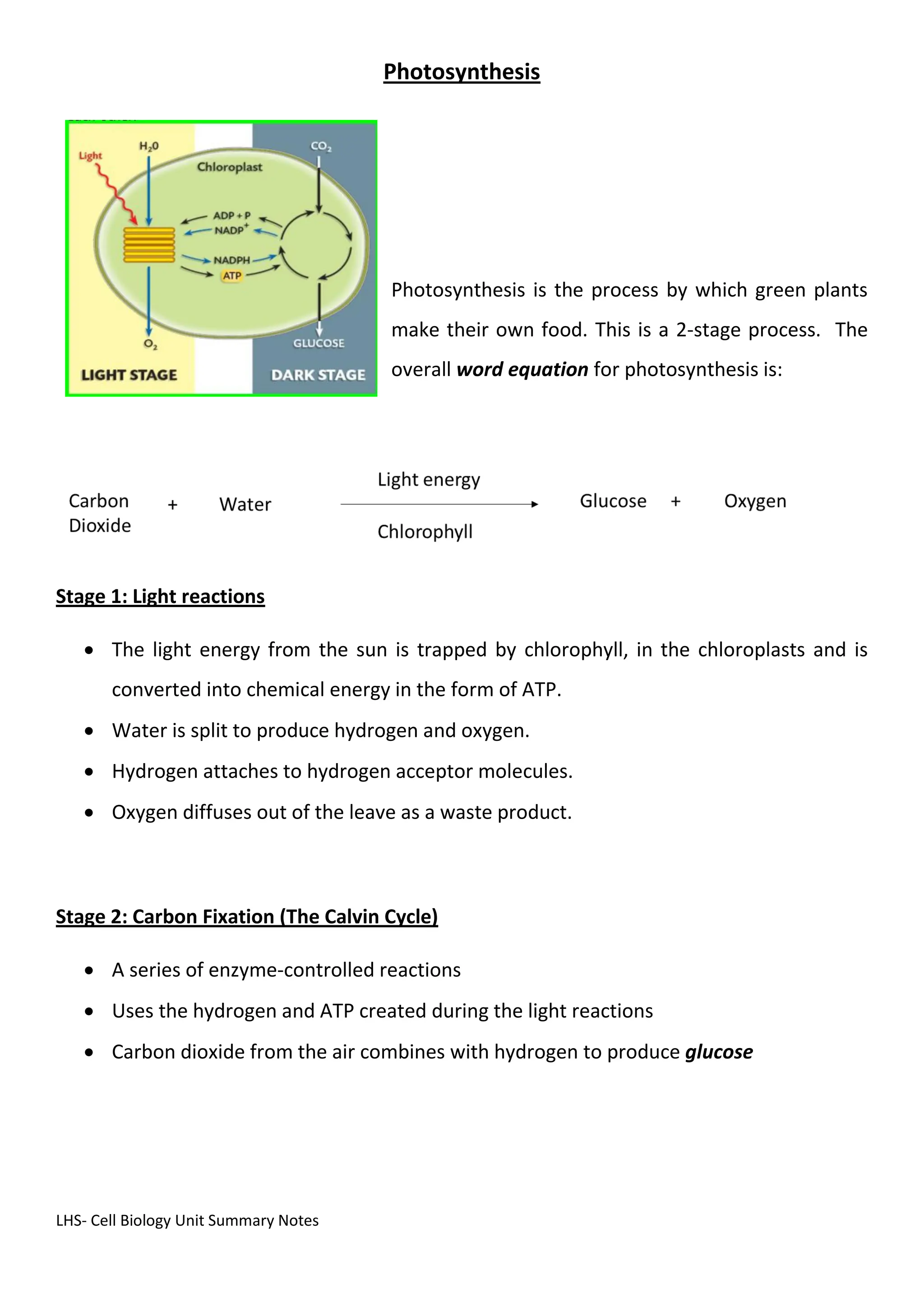 LHS- Cell Biology Unit Summary Notes
Photosynthesis
Photosynthesis is the process by which green plants
make their own food. This is a 2-stage process. The
overall word equation for photosynthesis is:
Stage 1: Light reactions
 The light energy from the sun is trapped by chlorophyll, in the chloroplasts and is
converted into chemical energy in the form of ATP.
 Water is split to produce hydrogen and oxygen.
 Hydrogen attaches to hydrogen acceptor molecules.
 Oxygen diffuses out of the leave as a waste product.
Stage 2: Carbon Fixation (The Calvin Cycle)
 A series of enzyme-controlled reactions
 Uses the hydrogen and ATP created during the light reactions
 Carbon dioxide from the air combines with hydrogen to produce glucose
 