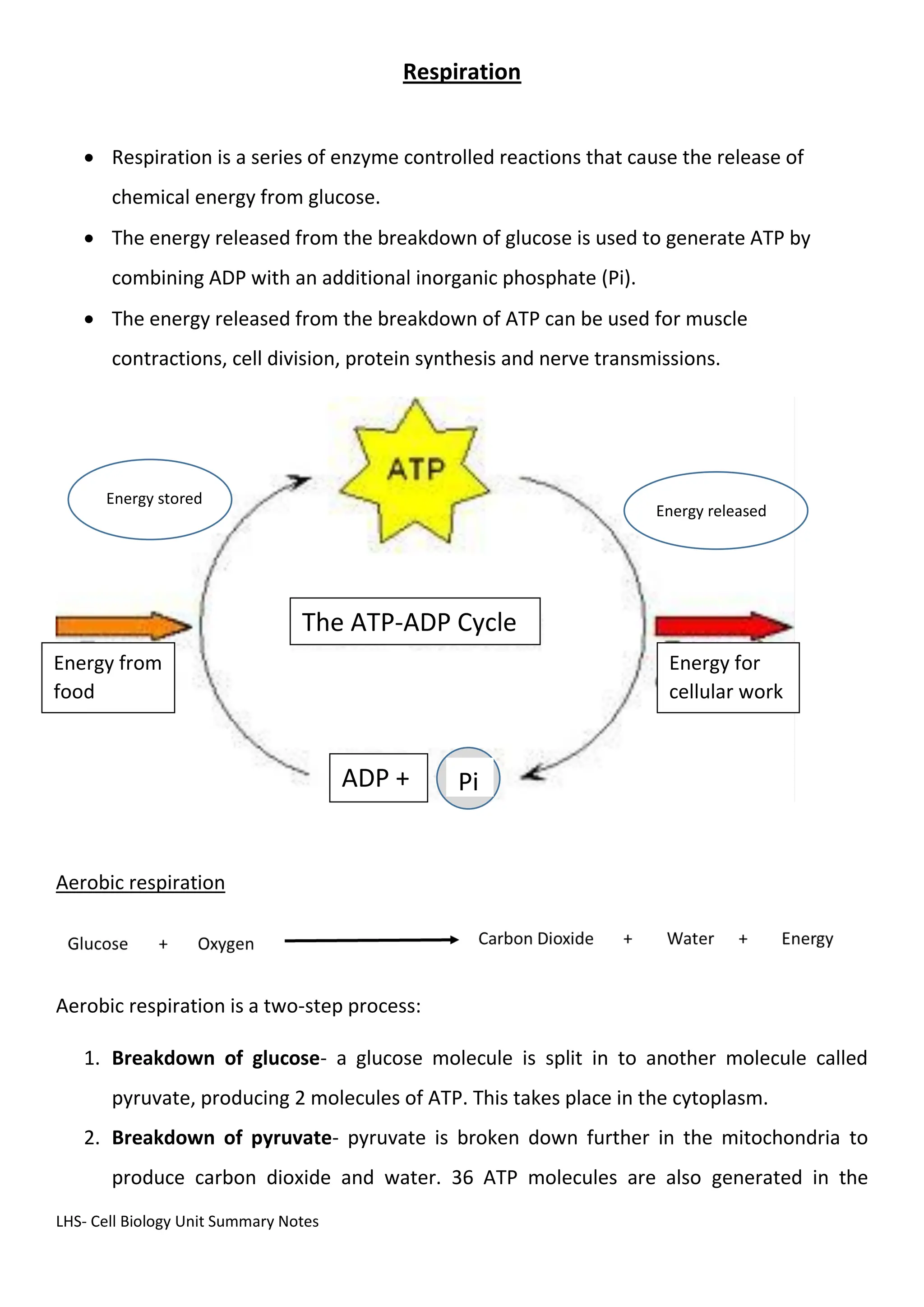 LHS- Cell Biology Unit Summary Notes
Respiration
 Respiration is a series of enzyme controlled reactions that cause the release of
chemical energy from glucose.
 The energy released from the breakdown of glucose is used to generate ATP by
combining ADP with an additional inorganic phosphate (Pi).
 The energy released from the breakdown of ATP can be used for muscle
contractions, cell division, protein synthesis and nerve transmissions.
Aerobic respiration
Aerobic respiration is a two-step process:
1. Breakdown of glucose- a glucose molecule is split in to another molecule called
pyruvate, producing 2 molecules of ATP. This takes place in the cytoplasm.
2. Breakdown of pyruvate- pyruvate is broken down further in the mitochondria to
produce carbon dioxide and water. 36 ATP molecules are also generated in the
Energy from
food
ADP + Pi
Energy for
cellular work
The ATP-ADP Cycle
Energy stored
Energy released
 