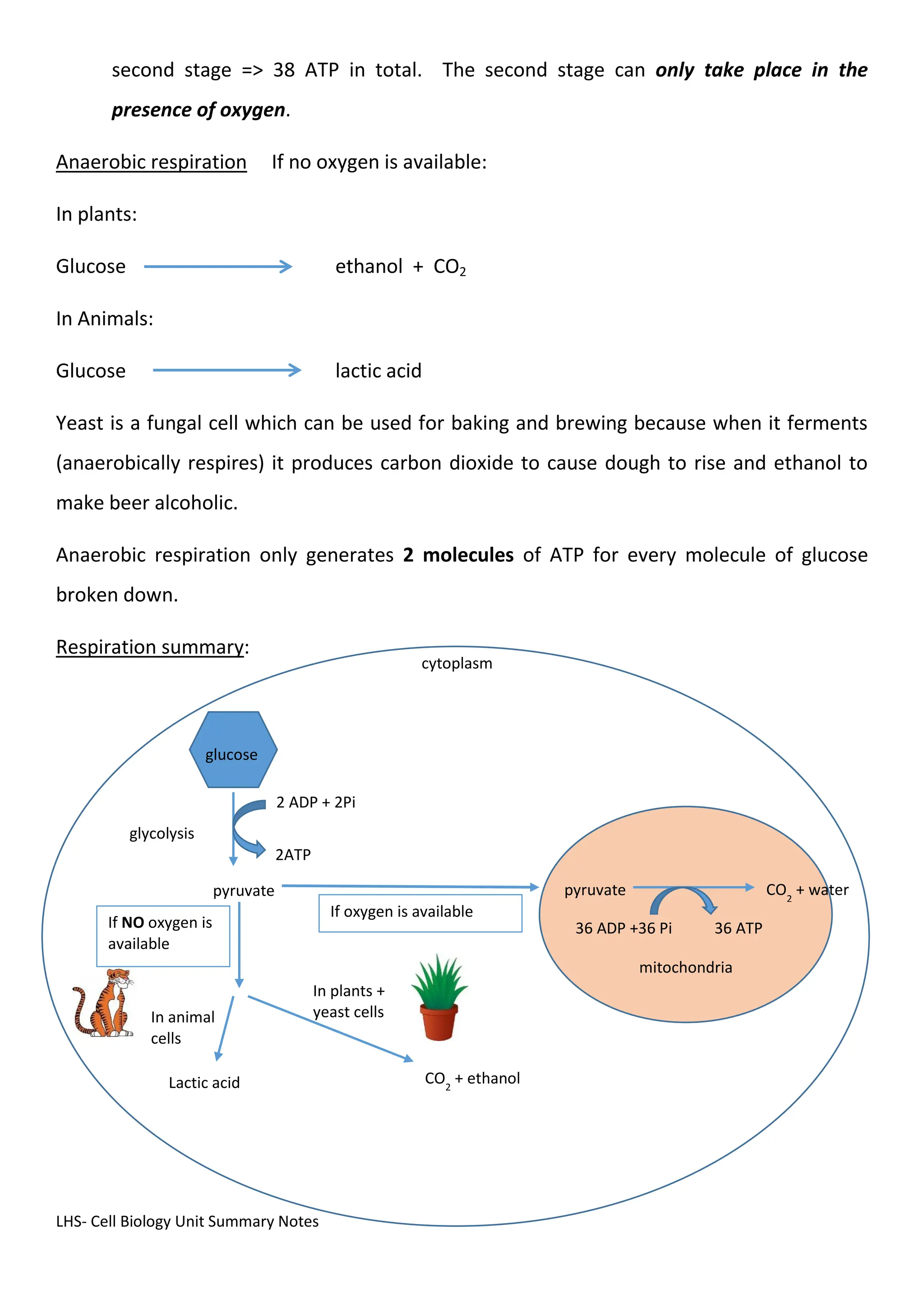 LHS- Cell Biology Unit Summary Notes
second stage => 38 ATP in total. The second stage can only take place in the
presence of oxygen.
Anaerobic respiration If no oxygen is available:
In plants:
Glucose ethanol + CO2
In Animals:
Glucose lactic acid
Yeast is a fungal cell which can be used for baking and brewing because when it ferments
(anaerobically respires) it produces carbon dioxide to cause dough to rise and ethanol to
make beer alcoholic.
Anaerobic respiration only generates 2 molecules of ATP for every molecule of glucose
broken down.
Respiration summary:
mitochondria
cytoplasm
gluc
pyruvate
glycolysis
2 ADP + 2Pi
2ATP
If oxygen is available
glucose
If NO oxygen is
available
In animal
cells
Lactic acid CO2
+ ethanol
In plants +
yeast cells
pyruvate CO2
+ water
36 ADP +36 Pi 36 ATP
 