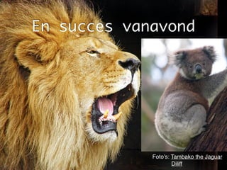 En succes vanavond
Foto’s: Tambako the Jaguar!
Diliff
 