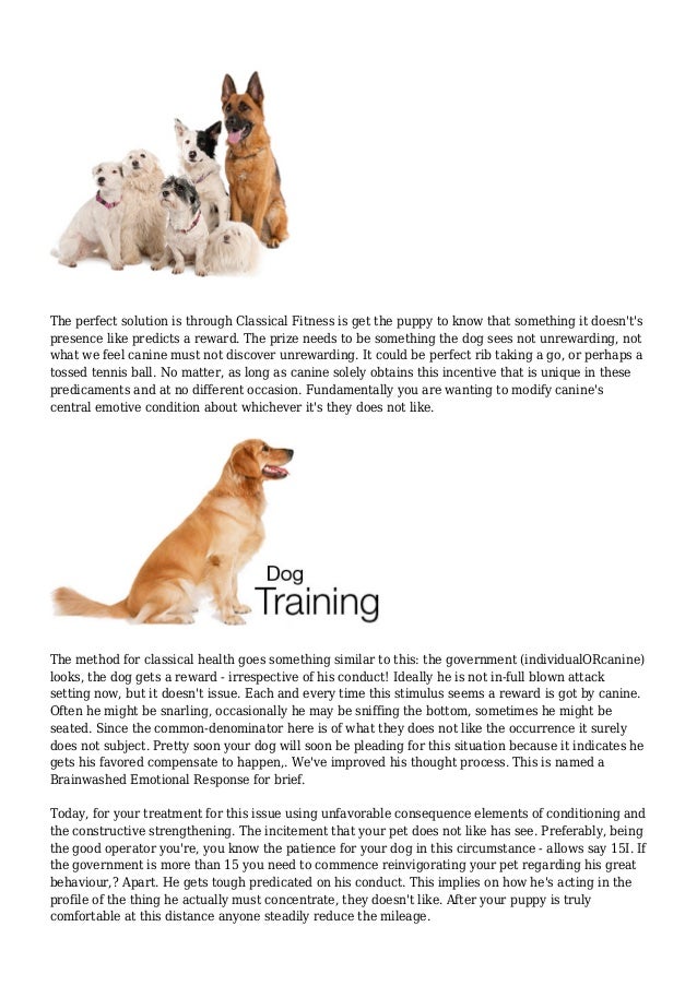 Dog Training Profession How to Turn Into A Pet Trainer
