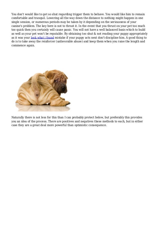 Dog Training Profession How to Turn Into A Pet Trainer