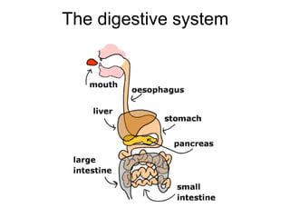 The digestive system
 