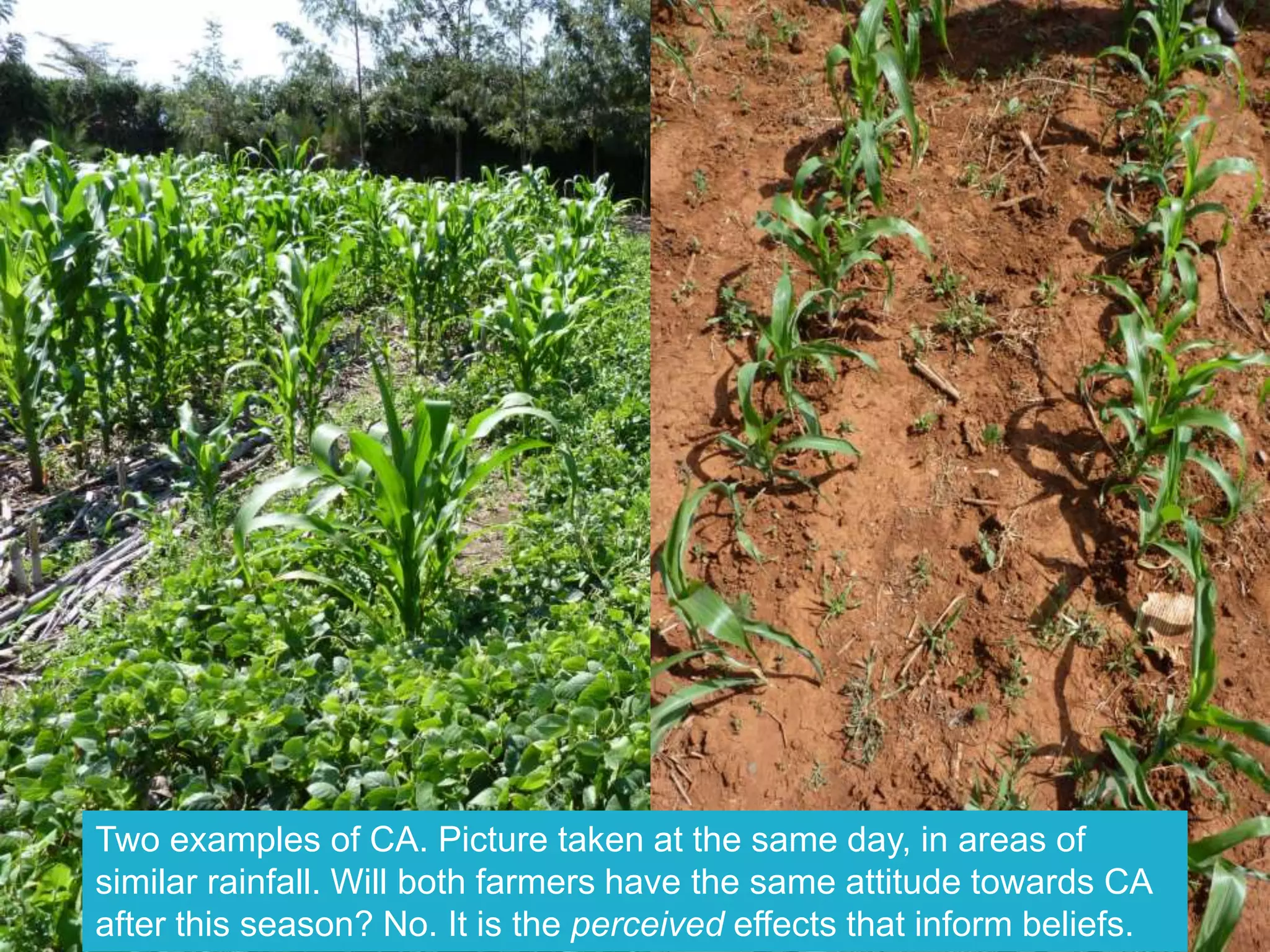 Two examples of CA. Picture taken at the same day, in areas of
similar rainfall. Will both farmers have the same attitude towards CA
after this season? No. It is the perceived effects that inform beliefs.
 