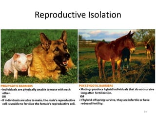 Reproductive Isolation
14
 