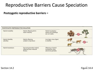 Reproductive Barriers Cause Speciation
Section 14.2
Postzygotic reproductive barriers =
Figure 14.4
17
 