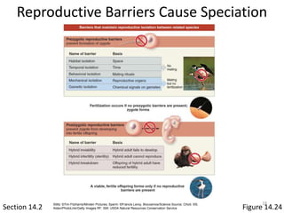 Reproductive Barriers Cause Speciation
Section 14.2 Figure 14.24
Stilts: ©Tim Fitzharris/Minden Pictures; Sperm: ©Francis Leroy, Biocosmos/Science Source; Chick: ©S.
Alden/PhotoLink/Getty Images RF; Stilt: USDA Natural Resources Conservation Service
18
 