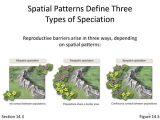 Spatial Patterns Define Three
Types of Speciation
Section 14.3 Figure 14.5
Reproductive barriers arise in three ways, depending
on spatial patterns:
19
 