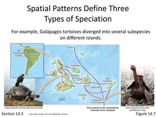 Spatial Patterns Define Three
Types of Speciation
Section 14.3 Figure 14.7
For example, Galápagos tortoises diverged into several subspecies
on different islands.
Left & right tortoise: ©Tui De Roy/Minden Pictures
21
 