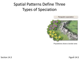 Spatial Patterns Define Three
Types of Speciation
Section 14.3 Figure 14.5
22
 