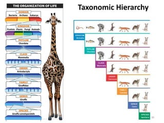 Taxonomic Hierarchy
30
 