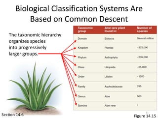 Figure 14.15
Biological Classification Systems Are
Based on Common Descent
Section 14.6
The taxonomic hierarchy
organizes species
into progressively
larger groups.
31
 