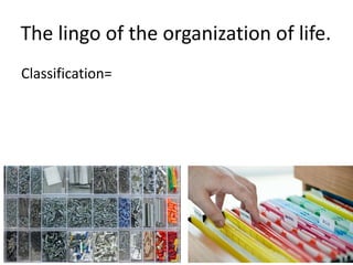The lingo of the organization of life.
Classification=
32
 