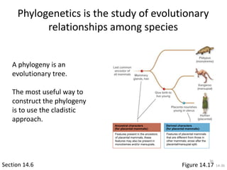 14-36
Phylogenetics is the study of evolutionary
relationships among species
Section 14.6
A phylogeny is an
evolutionary tree.
The most useful way to
construct the phylogeny
is to use the cladistic
approach.
Figure 14.17
Ancestral characters
(for placental mammals):
Features present in the ancestors
of placental mammals; these
features may also be present in
monotremes and/or marsupials.
Derived characters
(for placental mammals):
Features of placental mammals
that are different from those in
other mammals; arose after the
placental/marsupial split.
36
 