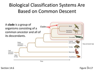 Biological Classification Systems Are
Based on Common Descent
Section 14.6 Figure 14.17
A clade is a group of
organisms consisting of a
common ancestor and all of
its descendants.
Clades
38
 