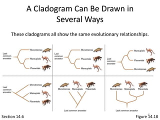 A Cladogram Can Be Drawn in
Several Ways
Section 14.6 Figure 14.18
These cladograms all show the same evolutionary relationships.
41
 