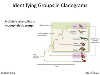 Identifying Groups in Cladograms
Section 14.6 Figure 14.21
A clade is also called a
monophyletic group.
42
 