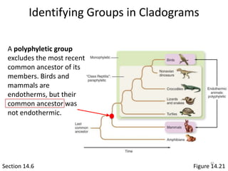 Identifying Groups in Cladograms
Section 14.6 Figure 14.21
A polyphyletic group
excludes the most recent
common ancestor of its
members. Birds and
mammals are
endotherms, but their
common ancestor was
not endothermic.
45
 