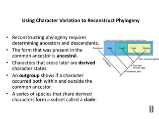 Using Character Variation to Reconstruct Phylogeny
• Reconstructing phylogeny requires
determining ancestors and descendants.
• The form that was present in the
common ancestor is ancestral.
• Characters that arose later are derived
character states.
• An outgroup shows if a character
occurred both within and outside the
common ancestor.
• A series of species that share derived
characters form a subset called a clade.
 
