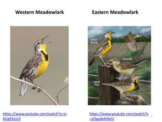 Western Meadowlark Eastern Meadowlark
https://www.youtube.com/watch?v=lv
AUgFb1cLY
https://www.youtube.com/watch?v
=vDpydv6VbtU
5
 