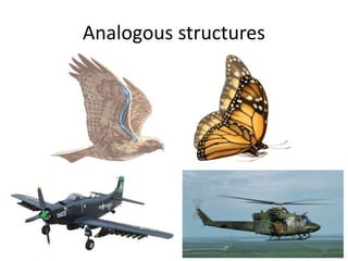 Analogous structures
51
 