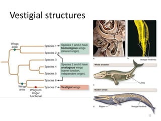 Vestigial structures
52
 