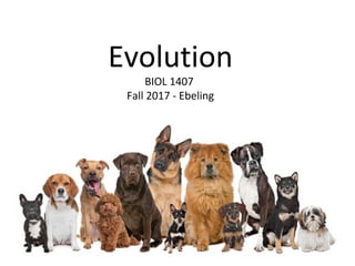 Evolution
BIOL 1407
Fall 2017 - Ebeling
 