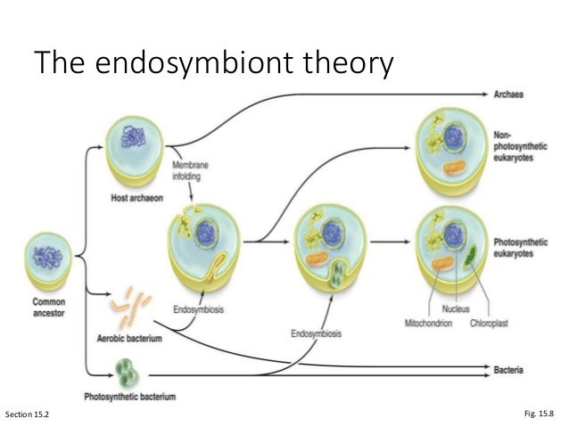 1407 Protists Presentation