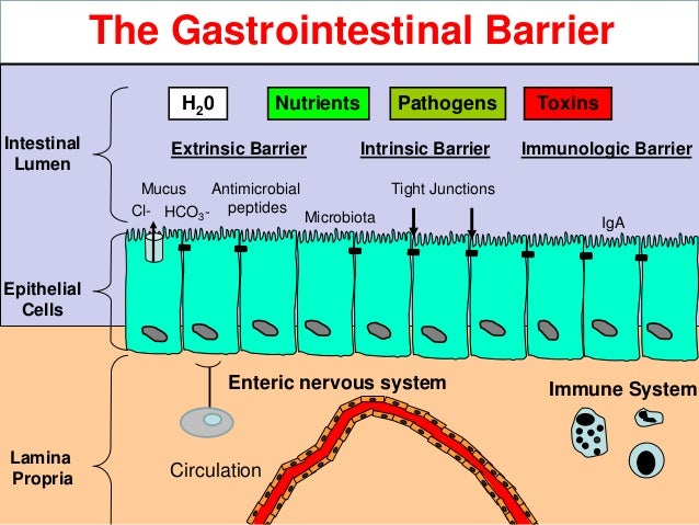 Immune System And Gastrointestinal >> Dr Adam Moeser Gut Physiology From A Pathogens Point Of View Immune System And Gastrointestinal >> Dr Adam Moeser Gut Physiology From A Pathogens Point Of View