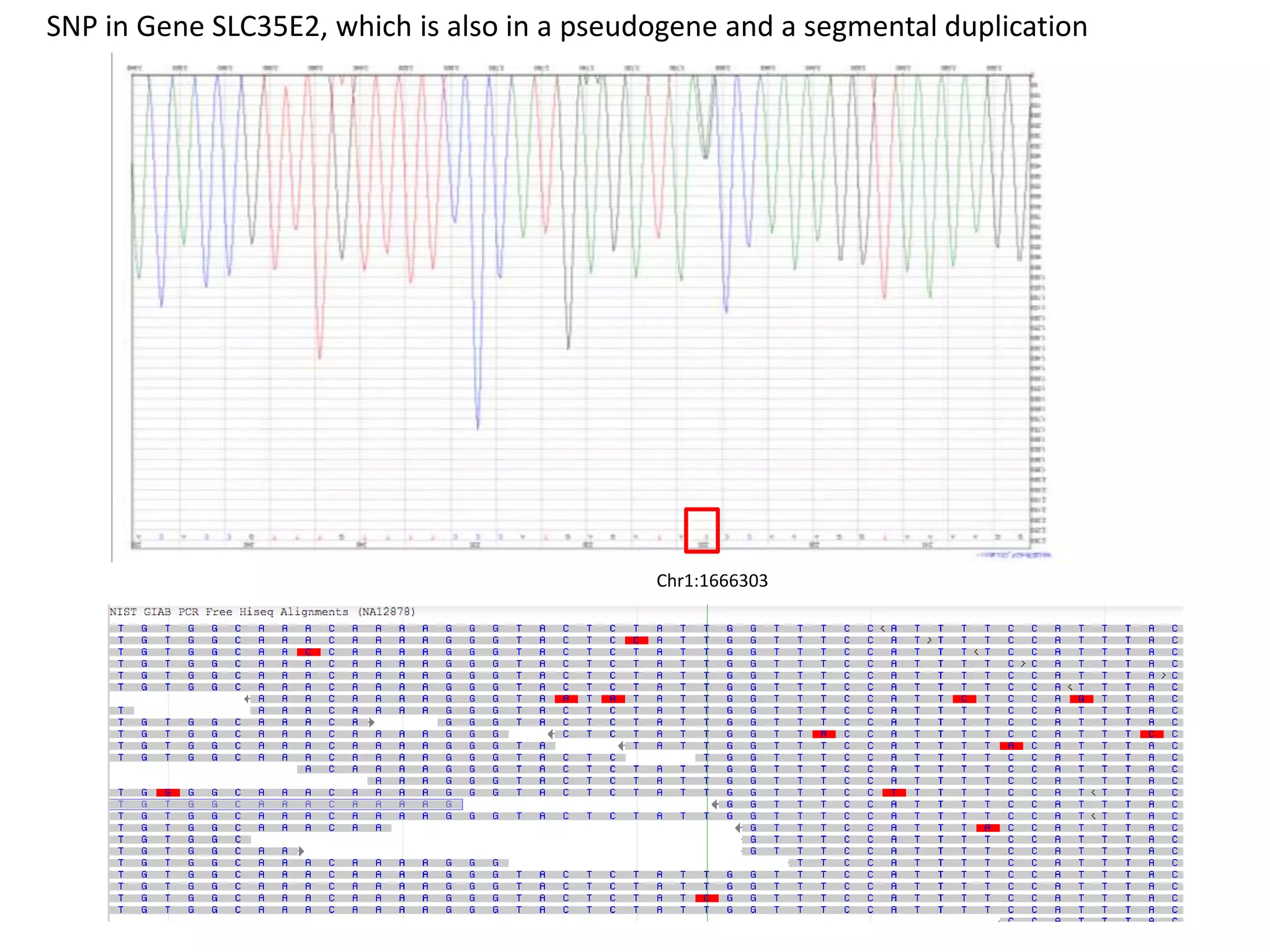 Chr1:1666303
SNP in Gene SLC35E2, which is also in a pseudogene and a segmental duplication
 