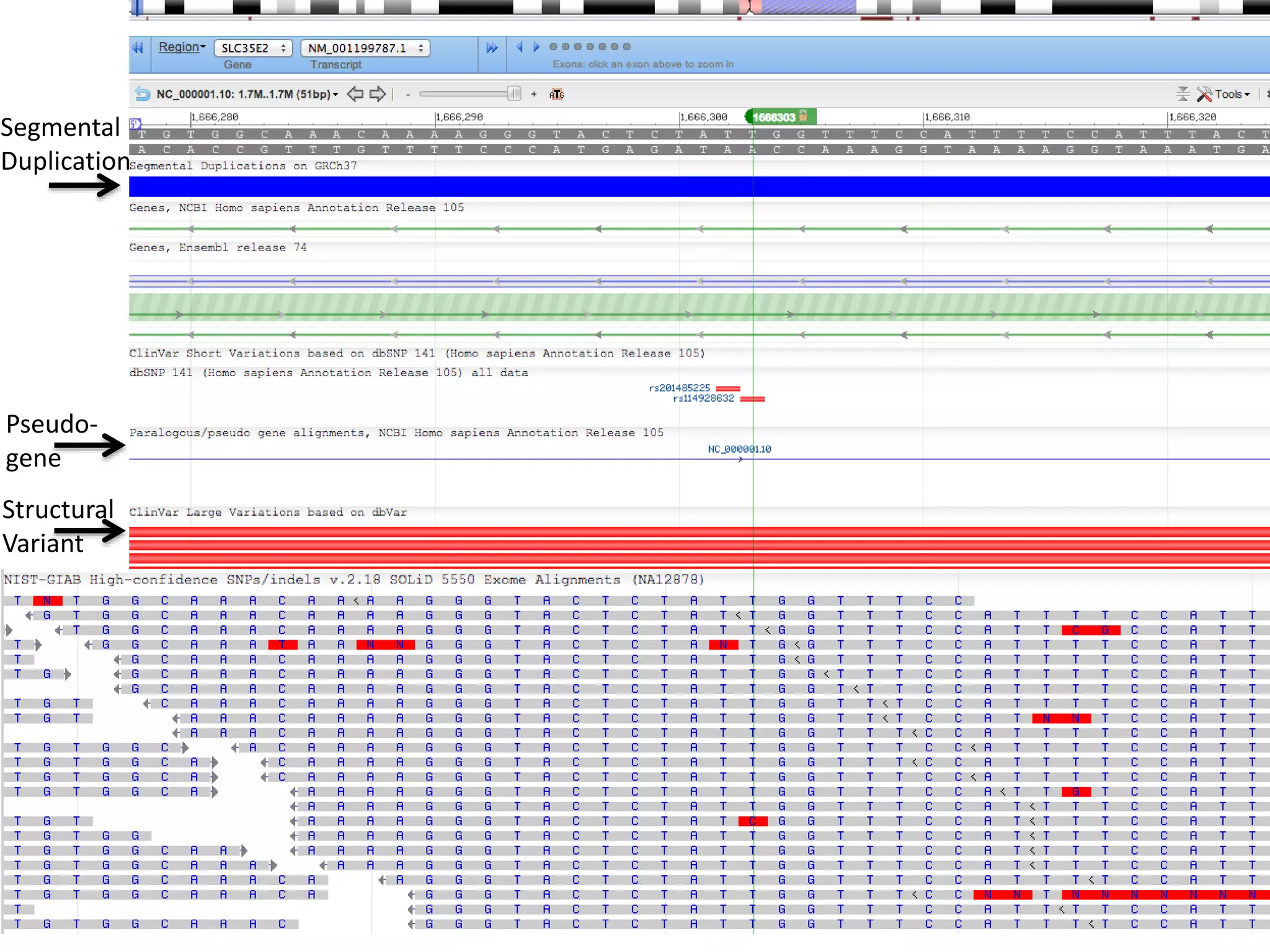 Segmental
Duplication
Pseudo-
gene
Structural
Variant
 