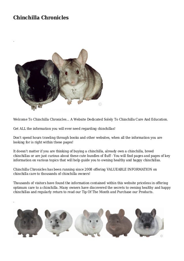 chinchilla care guide
