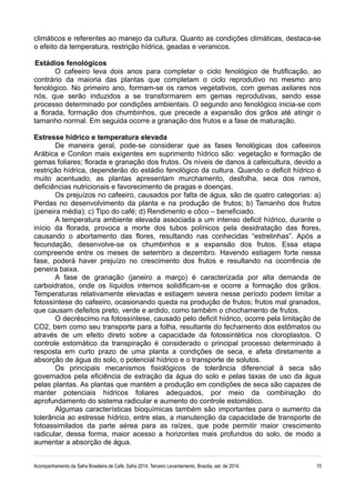 climáticos e referentes ao manejo da cultura. Quanto as condições climáticas, destaca-se 
o efeito da temperatura, restrição hídrica, geadas e veranicos. 
Estádios fenológicos 
O cafeeiro leva dois anos para completar o ciclo fenológico de frutificação, ao 
contrário da maioria das plantas que completam o ciclo reprodutivo no mesmo ano 
fenológico. No primeiro ano, formam-se os ramos vegetativos, com gemas axilares nos 
nós, que serão induzidos a se transformarem em gemas reprodutivas, sendo esse 
processo determinado por condições ambientais. O segundo ano fenológico inicia-se com 
a florada, formação dos chumbinhos, que precede a expansão dos grãos até atingir o 
tamanho normal. Em seguida ocorre a granação dos frutos e a fase de maturação. 
Estresse hídrico e temperatura elevada 
De maneira geral, pode-se considerar que as fases fenológicas dos cafeeiros 
Arábica e Conilon mais exigentes em suprimento hídrico são: vegetação e formação de 
gemas foliares; florada e granação dos frutos. Os níveis de danos à cafeicultura, devido a 
restrição hídrica, dependerão do estádio fenológico da cultura. Quando o deficit hídrico é 
muito acentuado, as plantas apresentam murchamento, desfolha, seca dos ramos, 
deficiências nutricionais e favorecimento de pragas e doenças. 
Os prejuízos no cafeeiro, causados por falta de água, são de quatro categorias: a) 
Perdas no desenvolvimento da planta e na produção de frutos; b) Tamanho dos frutos 
(peneira média); c) Tipo do café; d) Rendimento e côco – beneficiado. 
A temperatura ambiente elevada associada a um intenso deficit hídrico, durante o 
início da florada, provoca a morte dos tubos polínicos pela desidratação das flores, 
causando o abortamento das flores, resultando nas conhecidas “estrelinhas”. Após a 
fecundação, desenvolve-se os chumbinhos e a expansão dos frutos. Essa etapa 
compreende entre os meses de setembro a dezembro. Havendo estiagem forte nessa 
fase, poderá haver prejuízo no crescimento dos frutos e resultando na ocorrência de 
peneira baixa. 
A fase de granação (janeiro a março) é caracterizada por alta demanda de 
carboidratos, onde os líquidos internos solidificam-se e ocorre a formação dos grãos. 
Temperaturas relativamente elevadas e estiagem severa nesse período podem limitar a 
fotossíntese do cafeeiro, ocasionando queda na produção de frutos; frutos mal granados, 
que causam defeitos preto, verde e ardido, como também o chochamento de frutos. 
O decréscimo na fotossíntese, causado pelo deficit hídrico, ocorre pela limitação de 
CO2, bem como seu transporte para a folha, resultante do fechamento dos estômatos ou 
através de um efeito direto sobre a capacidade da fotossintética nos cloroplastos. O 
controle estomático da transpiração é considerado o principal processo determinado à 
resposta em curto prazo de uma planta a condições de seca, e afeta diretamente a 
absorção de água do solo, o potencial hídrico e o transporte de solutos. 
Os principais mecanismos fisiológicos de tolerância diferencial à seca são 
governados pela eficiência de extração da água do solo e pelas taxas de uso da água 
pelas plantas. As plantas que mantém a produção em condições de seca são capazes de 
manter potenciais hídricos foliares adequados, por meio da combinação do 
aprofundamento do sistema radicular e aumento do controle estomático. 
Algumas características bioquímicas também são importantes para o aumento da 
tolerância ao estresse hídrico, entre elas, a manutenção da capacidade de transporte de 
fotoassimilados da parte aérea para as raízes, que pode permitir maior crescimento 
radicular, dessa forma, maior acesso a horizontes mais profundos do solo, de modo a 
aumentar a absorção de água. 
Acompanhamento da Safra Brasileira de Café, Safra 2014, Terceiro Levantamento, Brasília, set. de 2014. 15 
 