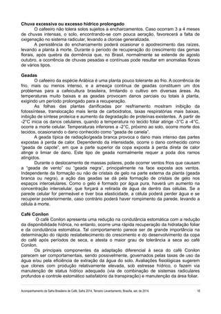 Chuva excessiva ou excesso hídrico prolongado 
O cafeeiro não tolera solos sujeitos a encharcamentos. Caso ocorram 3 a 4 meses 
de chuvas intensas, o solo, encontrando-se com pouca aeração, favorecerá a falta de 
oxigenação no sistema radicular, levando a clorose generalizada. 
A persistência do encharcamento poderá ocasionar o apodrecimento das raízes, 
levando a planta à morte. Durante o período de recuperação do crescimento das gemas 
florais, após quebra da dormência que, no Brasil, normalmente se estende de agosto 
outubro, a ocorrência de chuvas pesadas e contínuas pode resultar em anomalias florais 
de vários tipos. 
Geadas 
O cafeeiro da espécie Arábica é uma planta pouco tolerante ao frio. A ocorrência de 
frio, mais ou menos intenso, e a ameaça continua de geadas constituem um dos 
problemas para a cafeicultura brasileira, limitando o cultivo em diversas áreas. As 
temperaturas muito baixas e as geadas provocam danos parciais ou totais à planta, 
exigindo um período prolongado para a recuperação. 
As folhas das plantas danificadas por resfriamento mostram inibição da 
fotossíntese, translocação mais lenta de carboidratos, taxas respiratórias mais baixas, 
inibição de síntese proteíca e aumento da degradação de proteínas existentes. A partir de 
-2°C inicia os danos celulares, quando a temperatura no tecido foliar atinge -3°C a -4°C, 
ocorre a morte celular. Temperaturas inferiores a -2°C, próximo ao solo, ocorre morte dos 
tecidos, ocasionando o dano conhecido como “geada de canela”. 
A geada típica de radiação/geada branca provoca o dano mais intenso das partes 
expostas à perda de calor. Dependendo da intensidade, ocorre o dano conhecido como 
“geada de capote”, em que a parte superior da copa exposta à perda direta de calor 
atinge o limiar de dano. Este tipo de geada normalmente requer a poda dos ramos 
atingidos. 
Durante o deslocamento de massas polares, pode ocorrer ventos frios que causam 
a “geada de vento” ou “geada negra”, principalmente na face exposta aos ventos. 
Independente da formação ou não de cristais de gelo na parte externa da planta (geada 
branca ou negra), a ação das geadas se dá pela formação de cristais de gelo nos 
espaços intercelulares. Como o gelo é formado por água pura, haverá um aumento na 
concentração intercelular, que forçará a retirada de água de dentro das células. Se a 
parede celular for permeável e tiver boa elasticidade, a célula poderá perder água e se 
recuperar posteriormente, caso contrário poderá haver rompimento da parede, levando a 
célula à morte. 
Café Conilon 
O café Conilon apresenta uma redução na condutância estomática com a redução 
da disponibilidade hídrica, no entanto, ocorre uma rápida recuperação da hidratação foliar 
e da condutância estomática. Tal comportamento parece ser de grande importância na 
determinação do rápido restabelecimento do crescimento e do desenvolvimento da copa 
do café após períodos de seca, e atesta o maior grau de tolerância a seca ao café 
Conilon. Os principais componentes da adaptação diferencial à seca do café Conilon 
parecem ser comportamentais, sendo possivelmente, governados pelas taxas de uso da 
água e/ou pela eficiência de extração da água do solo. Avaliações fisiológicas sugerem 
que clones com produção relativamente elevada, sob estresse hídrico, o fazem via 
manutenção de status hídrico adequado (via de combinação de sistemas radiculares 
profundos e controle estomático satisfatório da transpiração) e manutenção da área foliar. 
Acompanhamento da Safra Brasileira de Café, Safra 2014, Terceiro Levantamento, Brasília, set. de 2014. 16 
 