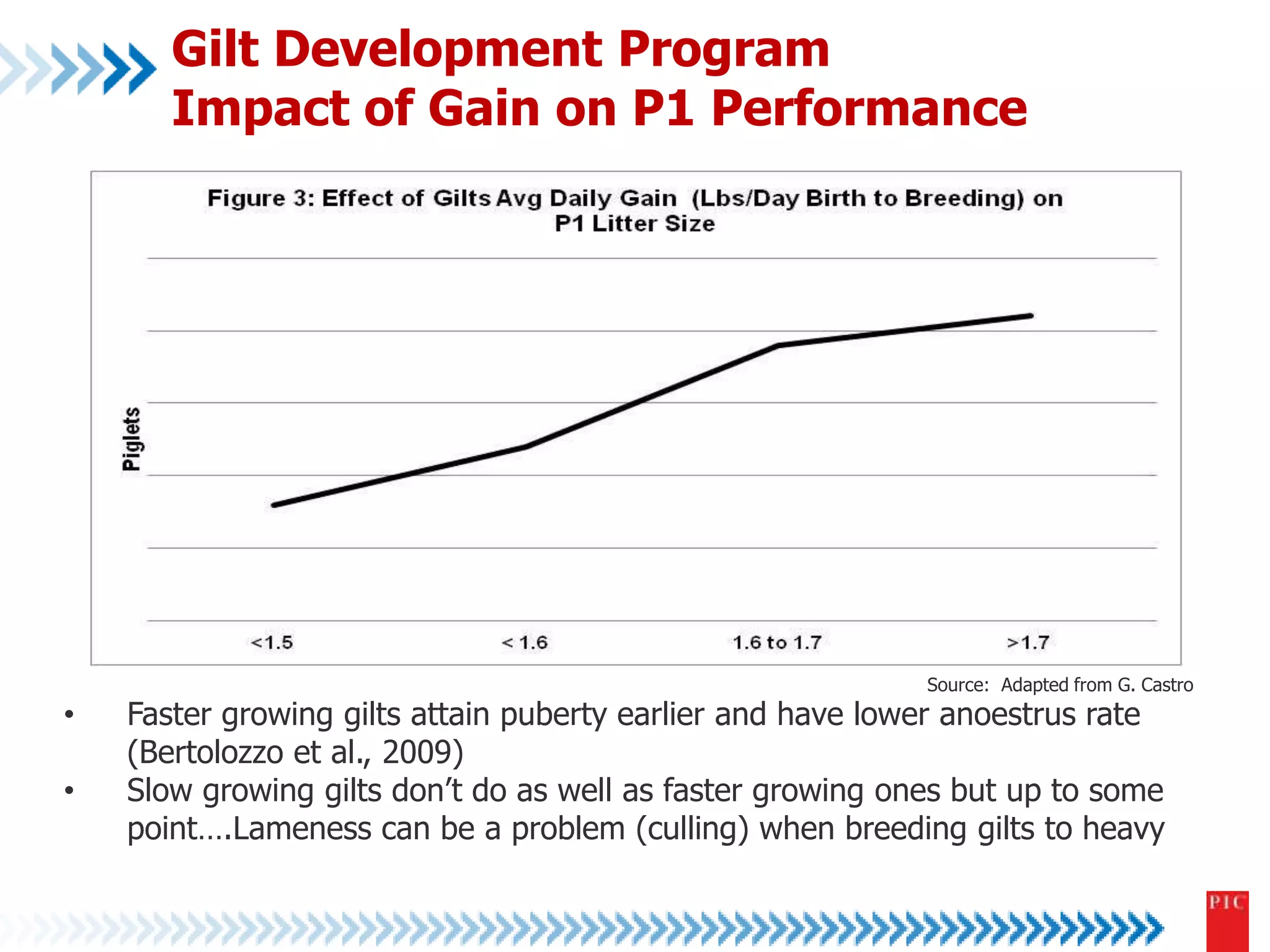 Gilt Development Program 
Impact of Gain on P1 Performance 
Source: Adapted from G. Castro 
• Faster growing gilts attain puberty earlier and have lower anoestrus rate 
(Bertolozzo et al., 2009) 
• Slow growing gilts don’t do as well as faster growing ones but up to some 
point….Lameness can be a problem (culling) when breeding gilts to heavy 
 