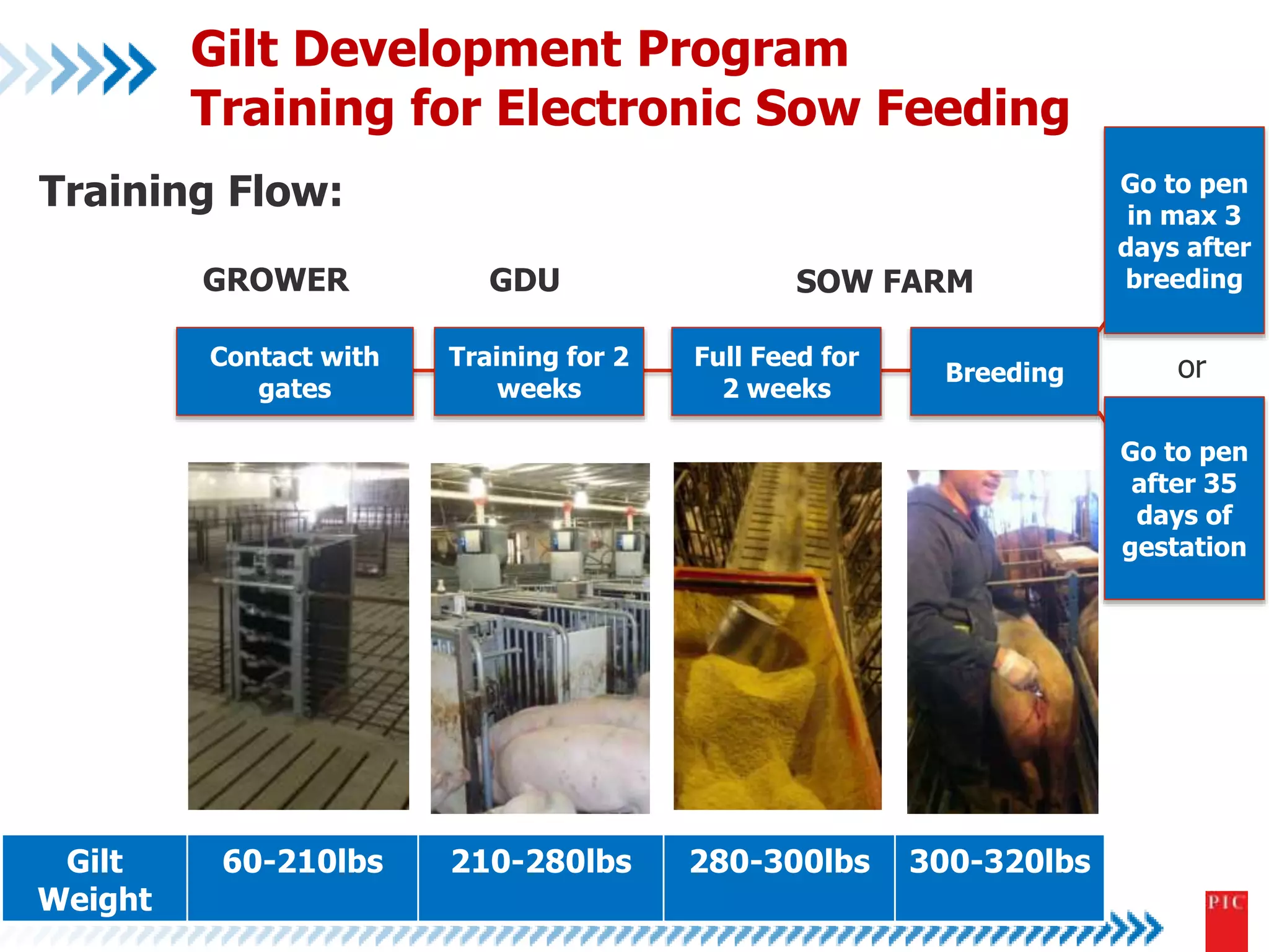Gilt Development Program 
Training for Electronic Sow Feeding 
Training Flow: 
GROWER GDU SOW FARM 
Full Feed for or 
Breeding 
Go to pen 
in max 3 
days after 
breeding 
Go to pen 
after 35 
days of 
gestation 
2 weeks 
Training for 2 
weeks 
Contact with 
gates 
Gilt 
Weight 
60-210lbs 210-280lbs 280-300lbs 300-320lbs 
 