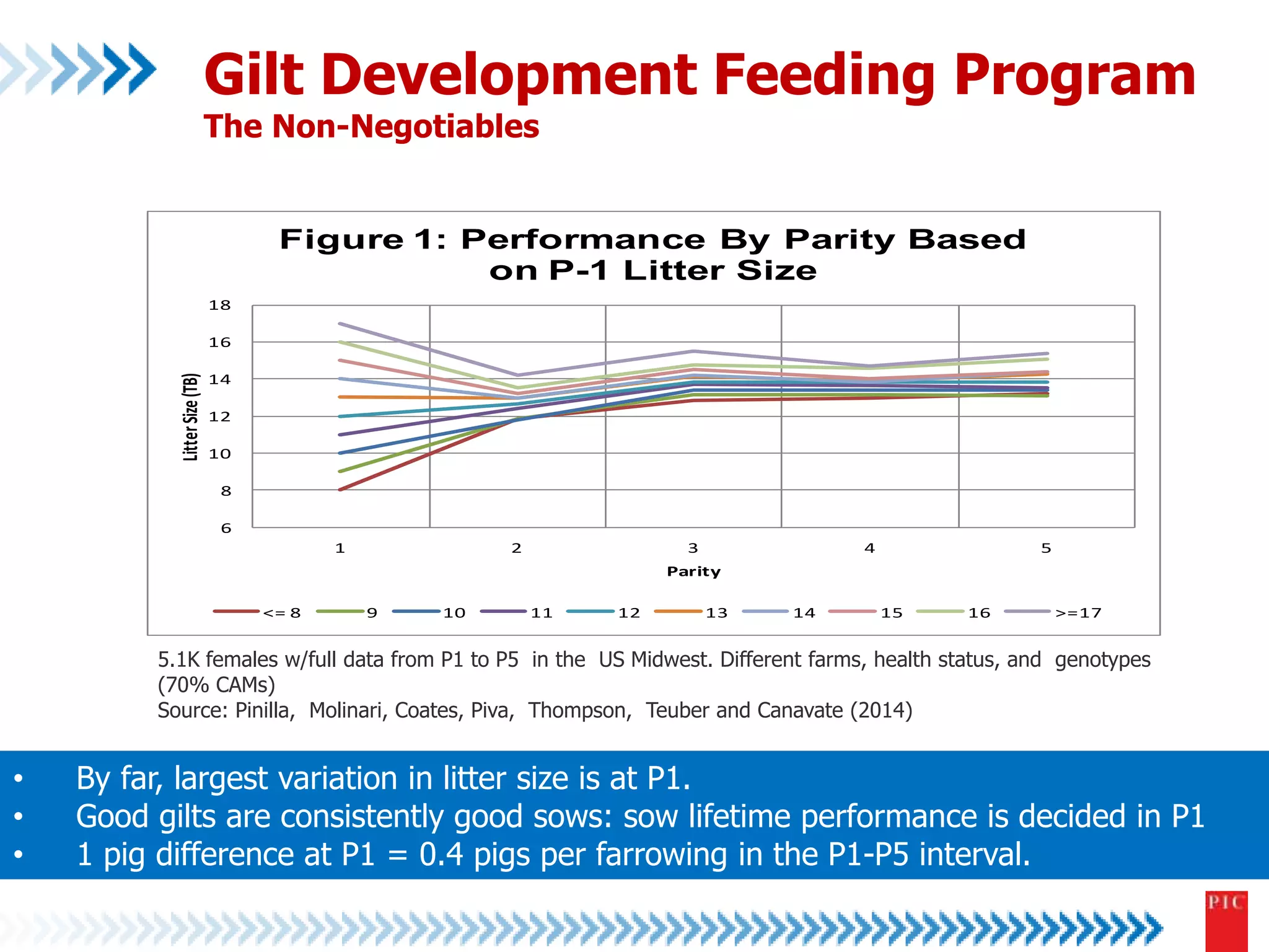 Gilt Development Feeding Program 
The Non-Negotiables 
18 
16 
14 
12 
10 
8 
6 
Figure 1: Performance By Parity Based 
on P-1 Litter Size 
1 2 3 4 5 
Litter Size (TB) 
Parity 
<= 8 9 10 11 12 13 14 15 16 >=17 
5.1K females w/full data from P1 to P5 in the US Midwest. Different farms, health status, and genotypes 
(70% CAMs) 
Source: Pinilla, Molinari, Coates, Piva, Thompson, Teuber and Canavate (2014) 
• By far, largest variation in litter size is at P1. 
• Good gilts are consistently good sows: sow lifetime performance is decided in P1 
• 1 pig difference at P1 = 0.4 pigs per farrowing in the P1-P5 interval. 
 