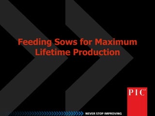 Feeding Sows for Maximum 
Lifetime Production 
 