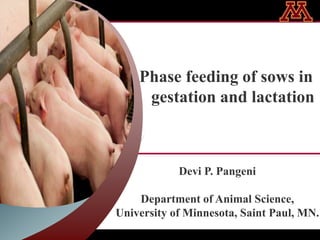 Phase feeding of sows in 
gestation and lactation 
Devi P. Pangeni 
Department of Animal Science, 
University of Minnesota, Saint Paul, MN. 
 