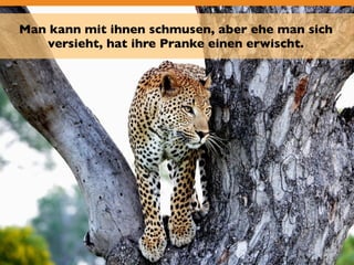 Man kann mit ihnen schmusen, aber ehe man sich 
versieht, hat ihre Pranke einen erwischt. 
 