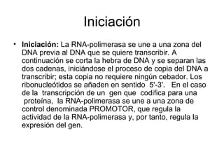 Iniciación
• Iniciación: La RNA-polimerasa se une a una zona del
DNA previa al DNA que se quiere transcribir. A
continuación se corta la hebra de DNA y se separan las
dos cadenas, iniciándose el proceso de copia del DNA a
transcribir; esta copia no requiere ningún cebador. Los
ribonucleótidos se añaden en sentido 5'-3'. En el caso
de la transcripción de un gen que codifica para una
proteína, la RNA-polimerasa se une a una zona de
control denominada PROMOTOR, que regula la
actividad de la RNA-polimerasa y, por tanto, regula la
expresión del gen.
 