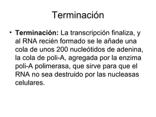 Terminación
• Terminación: La transcripción finaliza, y
al RNA recién formado se le añade una
cola de unos 200 nucleótidos de adenina,
la cola de poli-A, agregada por la enzima
poli-A polimerasa, que sirve para que el
RNA no sea destruido por las nucleasas
celulares.
 
