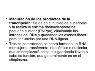 • Maduración de los productos de la
trancripción: Se da en el núcleo de eucariotas
y la realiza la enzima ribonucleoproteína
pequeña nuclear (RNPpn), eliminando los
intrones del RNA y quedando los exones libres
para ser unidos por una RNA-ligasa.
• Tras estos procesos se habrá formado un RNA,
mensajero, transferente, ribosómico o nucleolar,
que se desplazará hasta el lugar donde llevan a
cabo su función, que generalmente es en el
citoplasma.
 