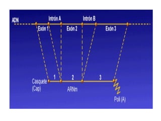 14.0 biosintesis del dnarna
