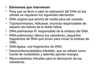 • Elementos que intervienen
• Para que se lleve a cabo la replicación del DNA en las
células se requieren los siguientes elementos:
• DNA original que servirá de molde para ser copiado.
• Topoisomerasas, helicasas: enzimas responsables de
separar las hebras de la doble hélice.
• DNA-polimerasa III: responsable de la síntesis del DNA.
• RNA-polimerasa: fabrica los cebadores, pequeños
fragmentos de RNA que sirven para iniciar la síntesis de
DNA.
• DNA-ligasa: une fragmentos de DNA.
• Desoxirribonucleótidos trifosfato, que se utilizan como
fuente de nucleótidos y además aportan energía.
• Ribonucleótidos trifosfato para la fabricación de los
cebadores.
 