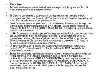 • Mecanismo
• Aunque existen pequeñas variaciones entre procariotas y eucariotas, el
mecanismo básico es bastante similar:
•
• El DNA se desenrolla y se separan las dos hebras de la doble hélice,
deshaciéndose los puentes de hidrógeno entre bases complementarias, por
la acción de helicasas y topopisomerasas.
• En el DNA eucariota se producen muchos desenrollamientos a lo largo de
la molécula, formándose zonas de DNA abierto. Estas zonas reciben el
nombre de HORQUILLAS O BURBUJAS DE REPLICACIÓN, que es donde
comenzará la síntesis.
• La RNA-polimerasa fabrica pequeños fragmentos de RNA complementarios
del DNA original. Son los llamados "primers" o cebadores de unos 10
nucleótidos, a los cuáles se añadirán desoxirribonucleótidos, ya que la
DNA-polimerasa sólo puede añadir nucléotidos a un extremo 3’ libre, no
puede empezar una síntesis por sí misma.
• La DNA-polimerasa III añade los desoxirribonucleótidos al extremo 3'
(sentido 5'-3'), tomando como molde la cadena de DNA preexistente,
alargándose la hebra.
• En las horquillas de replicación siempre hay una hebra que se sintetiza de
forma continua en el mismo sentido en que se abre la horquilla de
replicación, la llamada HEBRA CONDUCTORA, y la otra que se sintetiza
en varios fragmentos, los denominados FRAGMENTOS DE OKAZAKI y
que se conoce como HEBRA SEGUIDORA o RETARDADA, ya que se
sintetiza en sentido contrario al de apertura de la horquilla. (siguientes
diapositivas imágenes)
 