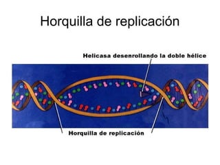 Horquilla de replicación
 